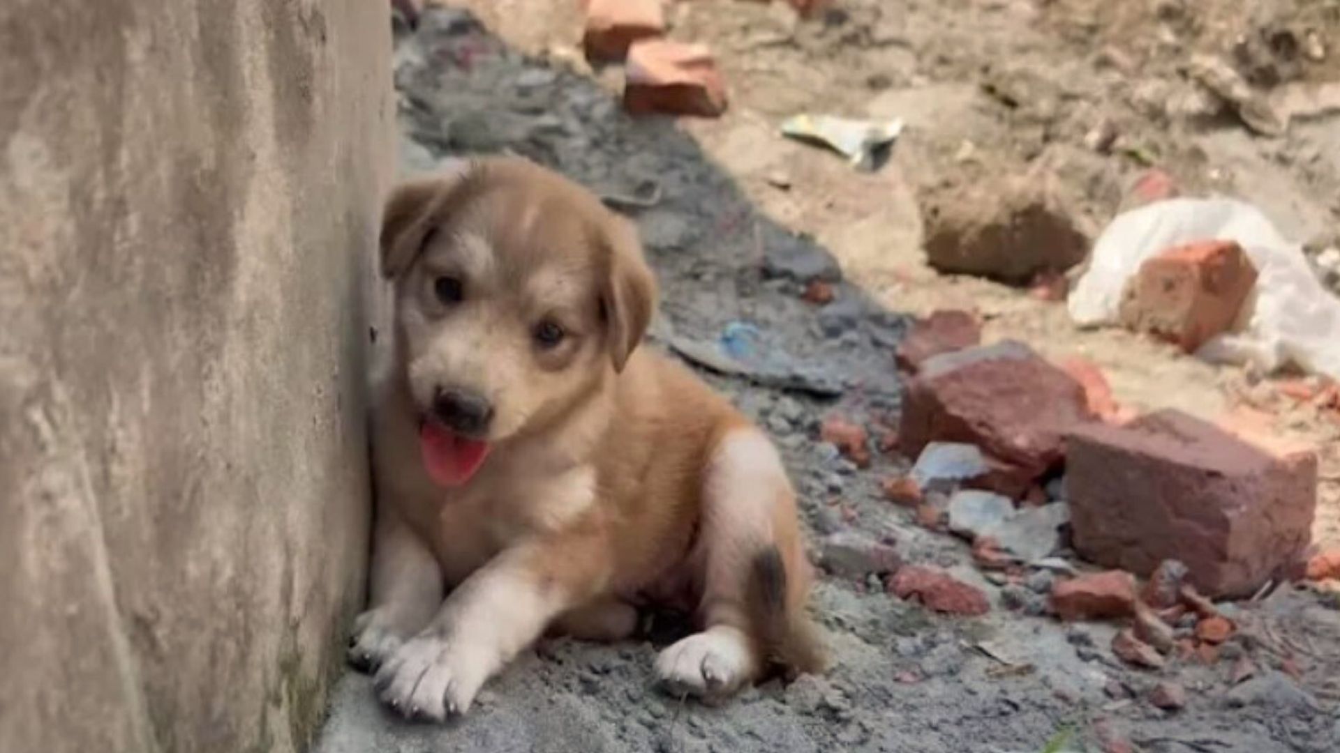 Puppy Was Afraid Of Everyone Until He Met His Kind-Hearted Rescuers 