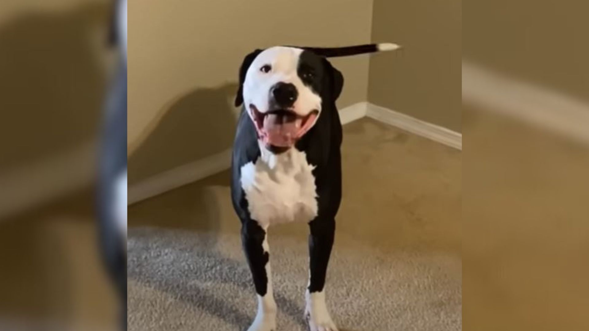 Sad Puppy Had To Watch All Of His Friends Leave But Then He Found His Special Person