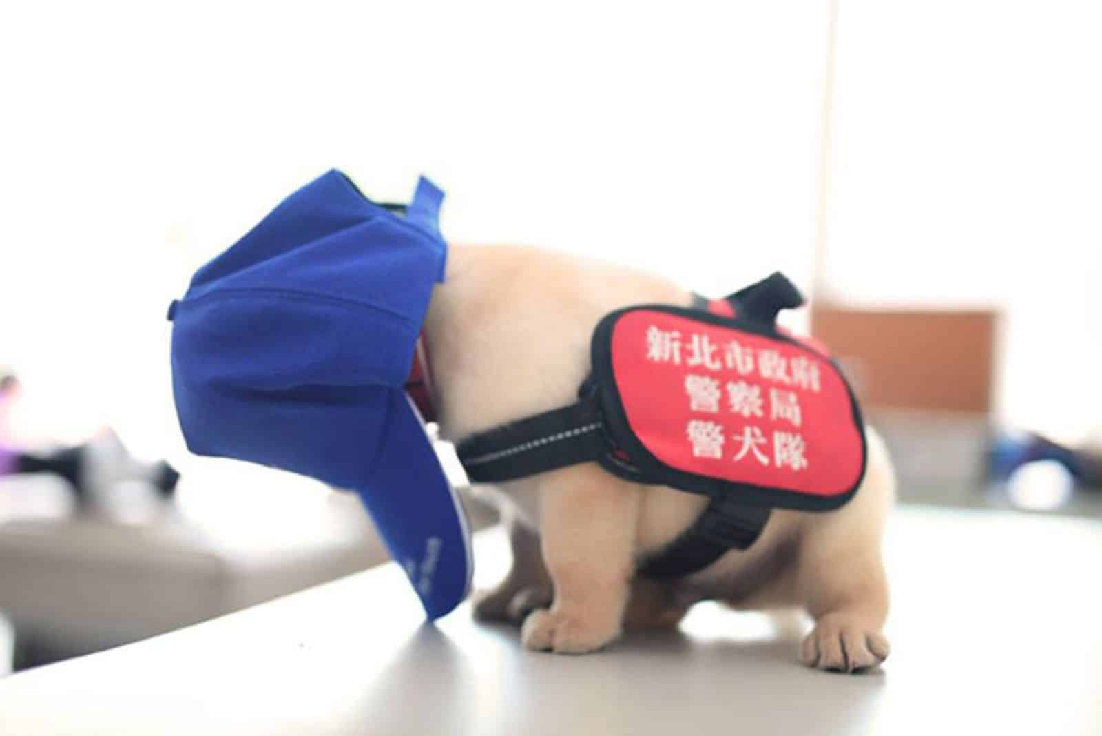 puppy wearing oversized hat standing on the table