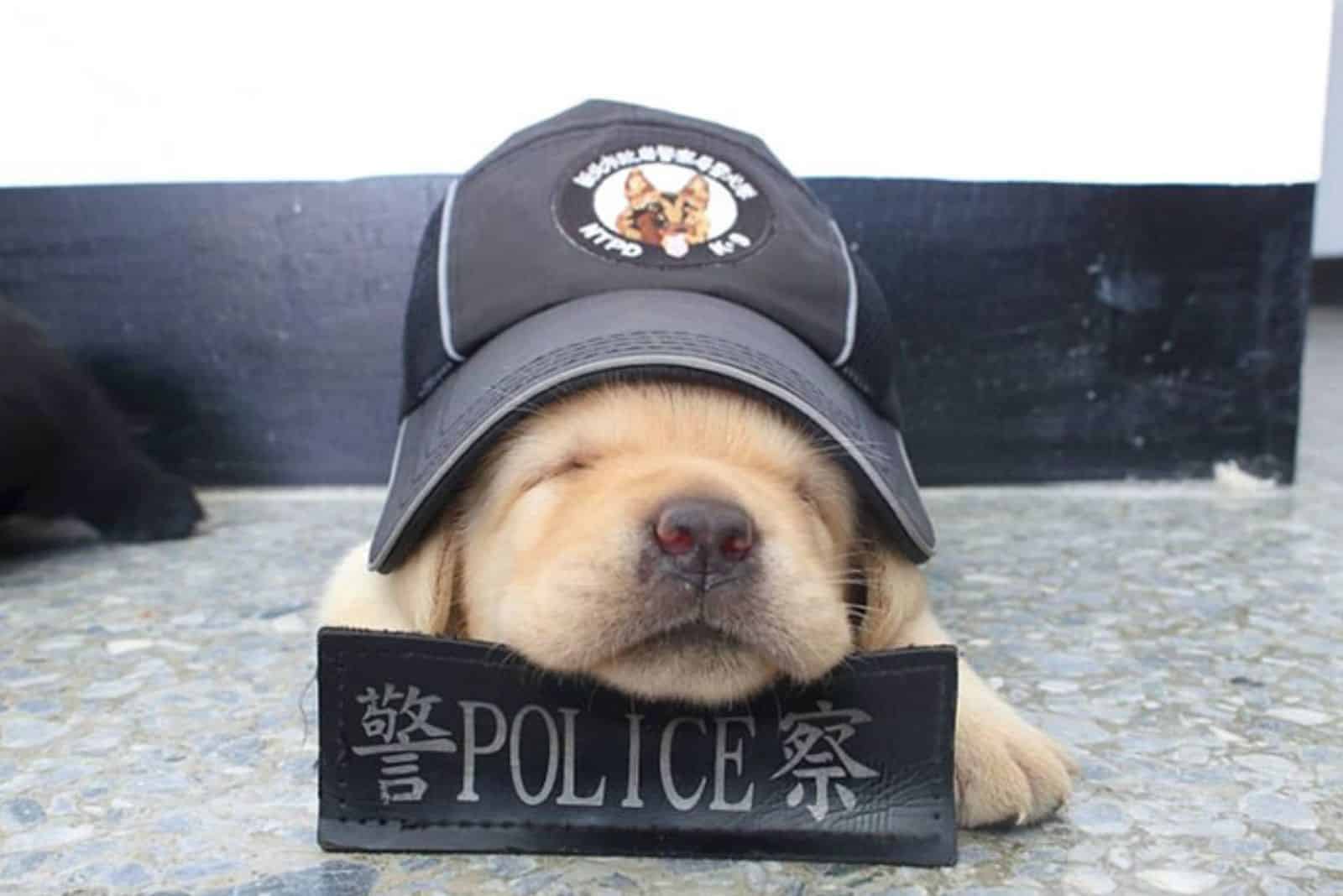 puppy wearing police hat sleeping on the floor