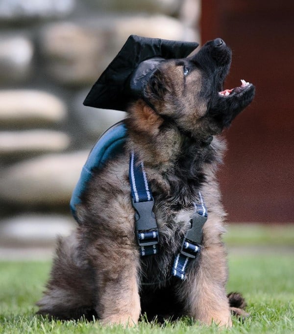 puppy with a cap on his head