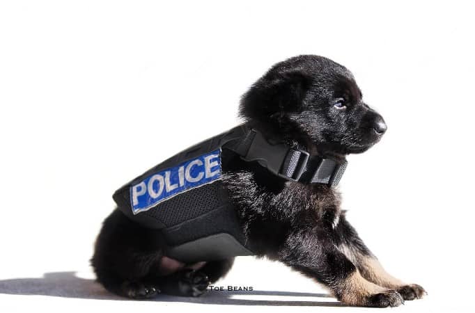 puppy with a police belt