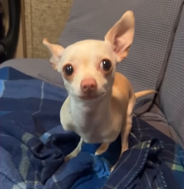 puppy with big eyes