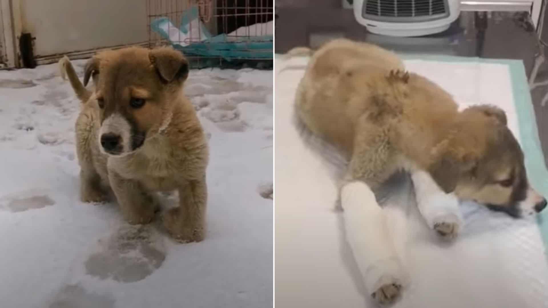 Puppy With Crippled Legs Walks Tall Again Powered By Love