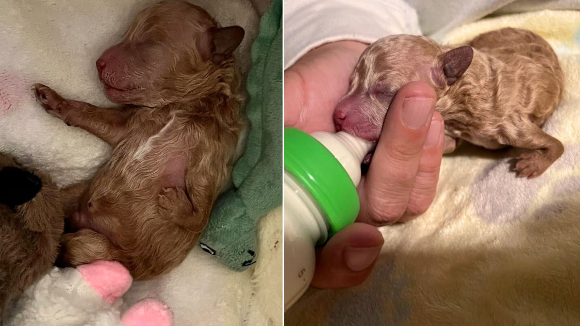 Puppy With Deformed Leg, Rejected By His Mom, Becomes The Sweetest Teddy Bear