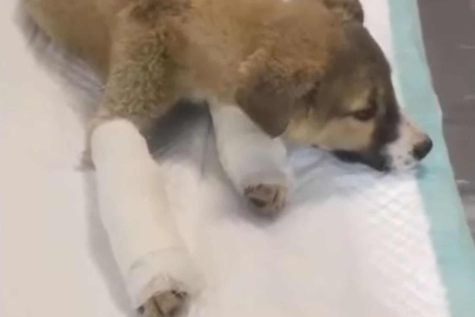 puppy with injured legs