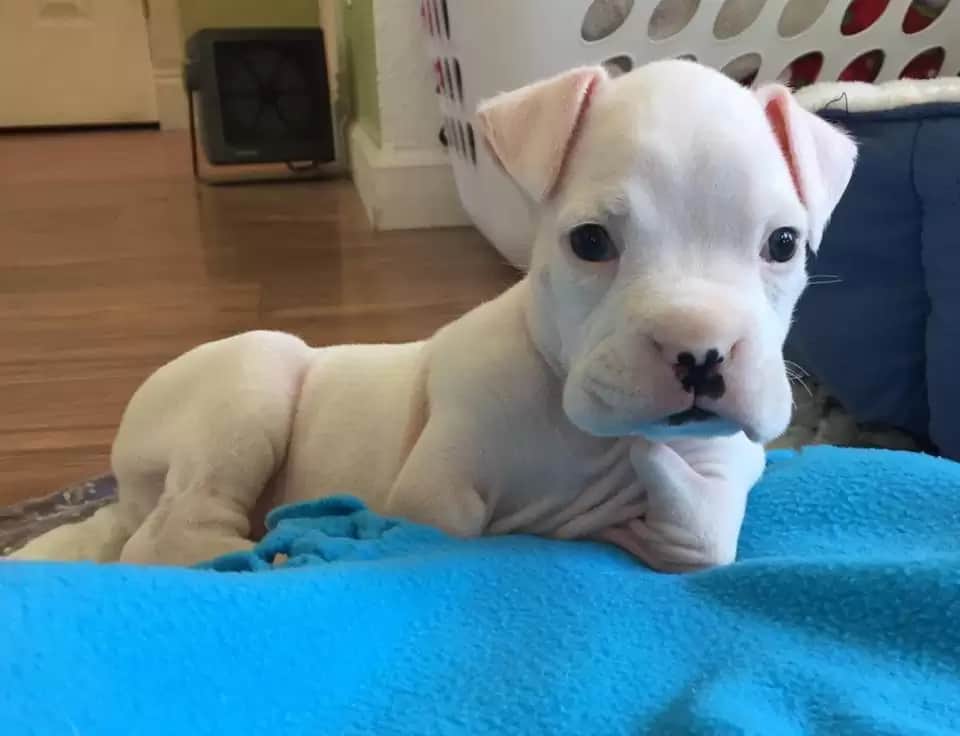 puppy with no front legs lying on the bed