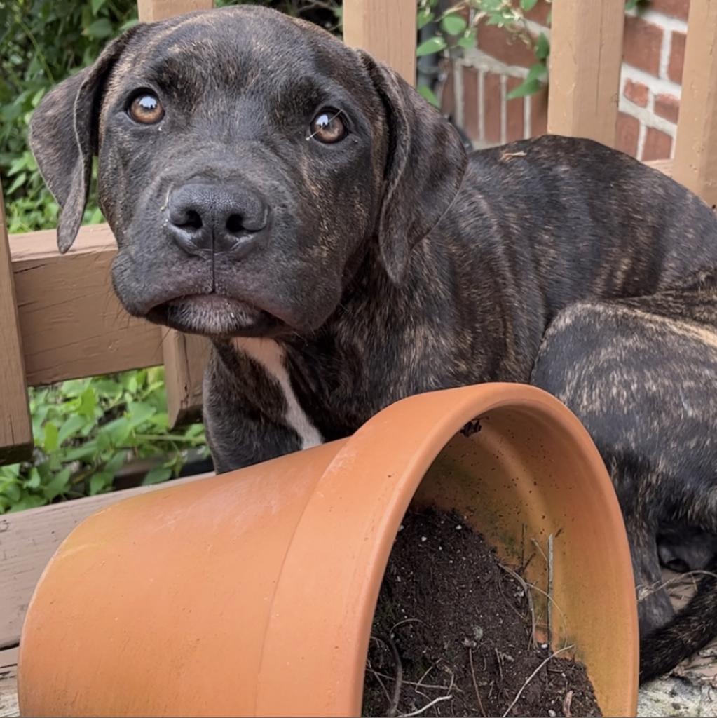 puppy standing behind an orange pot