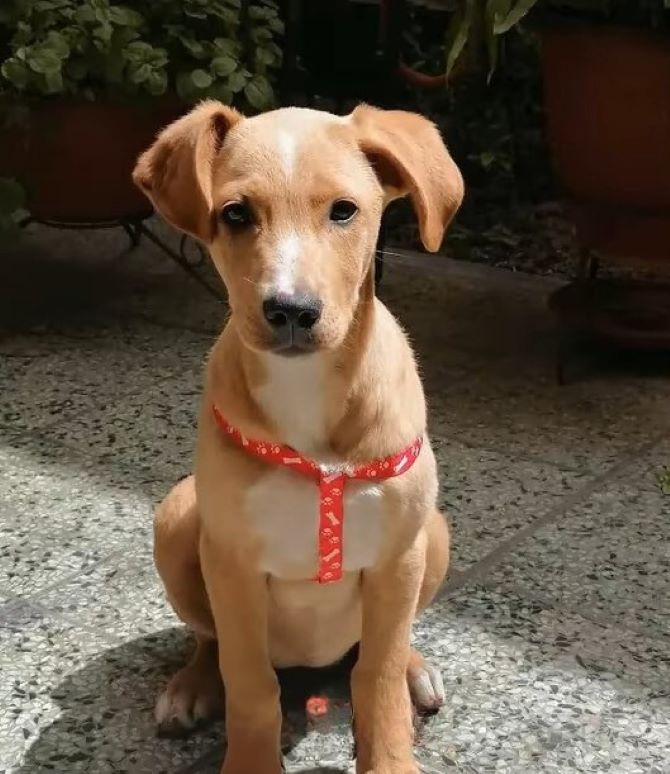 puppy with scarf