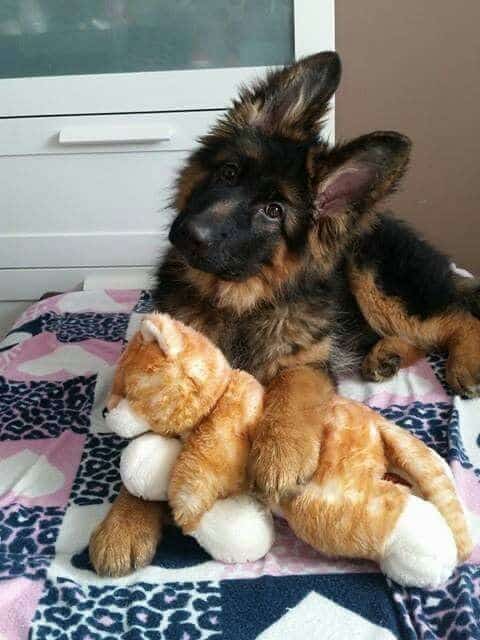 puppy with toy