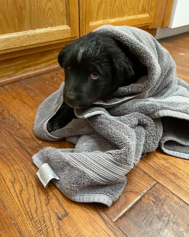 puppy wrapped up in a towel