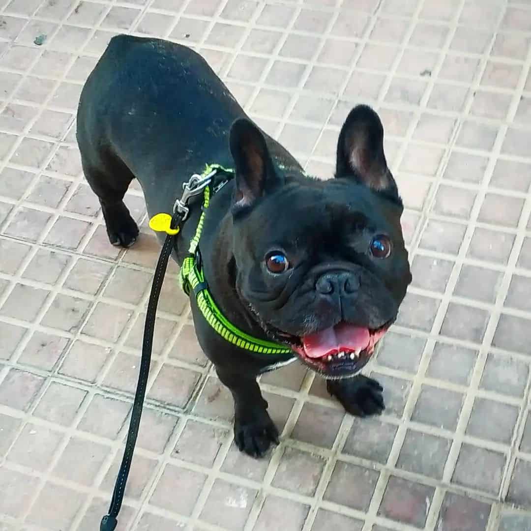 Pure Black French Bulldog