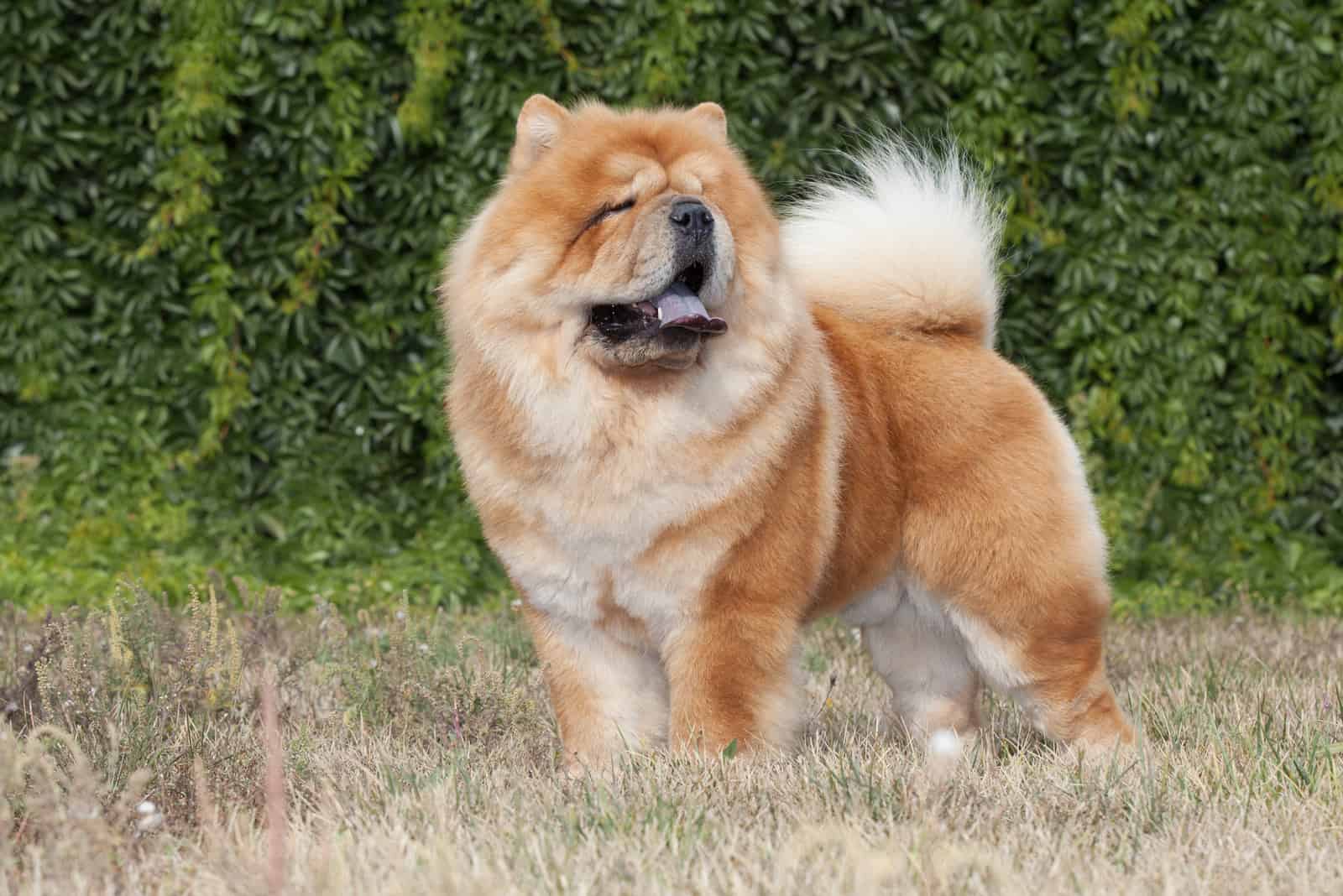 Purebred Dog Chow Chow