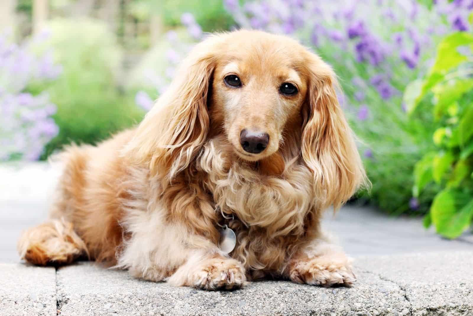 purebred longhair dog