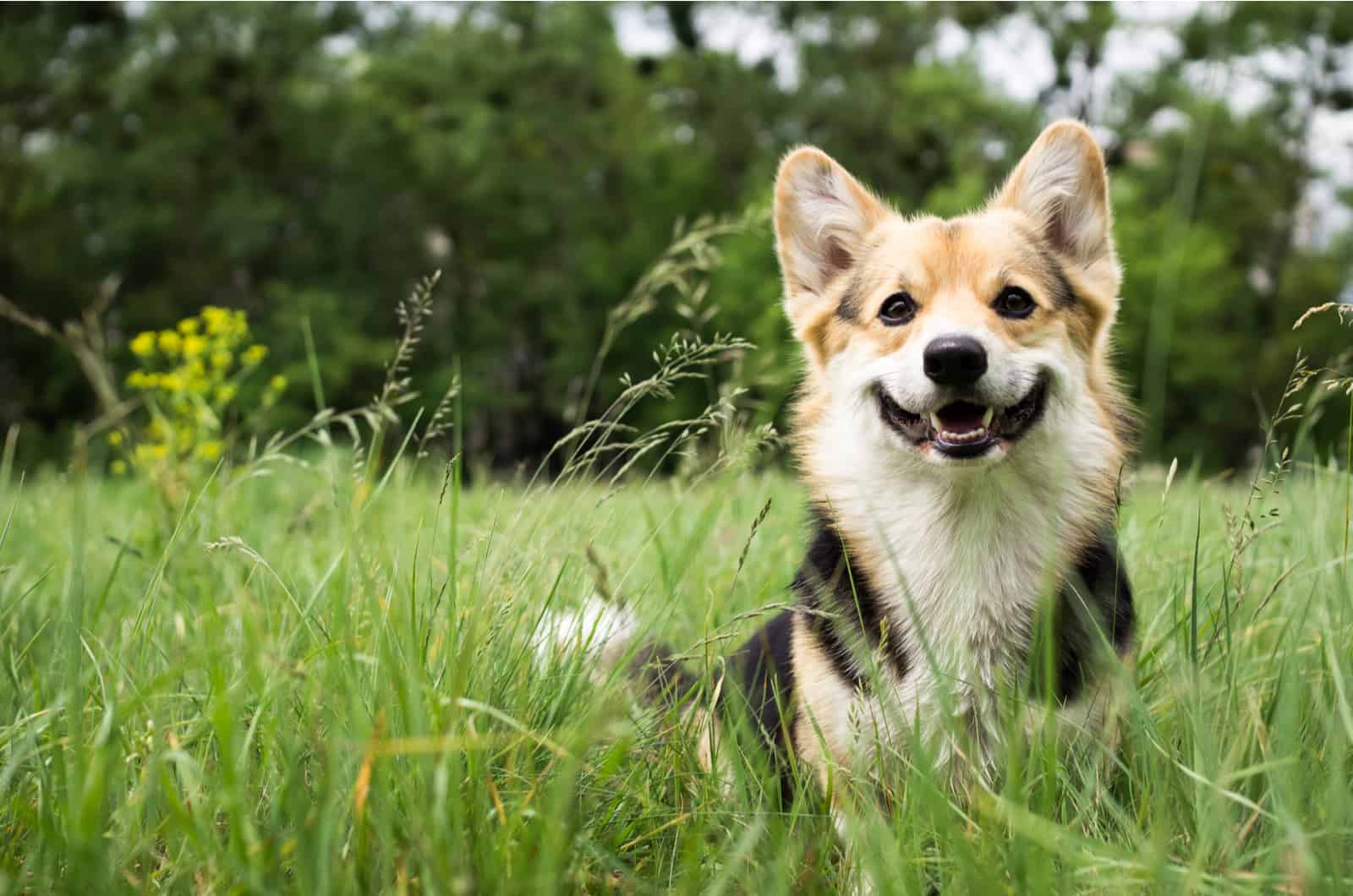 purebred welsh corgi outdoors in grass