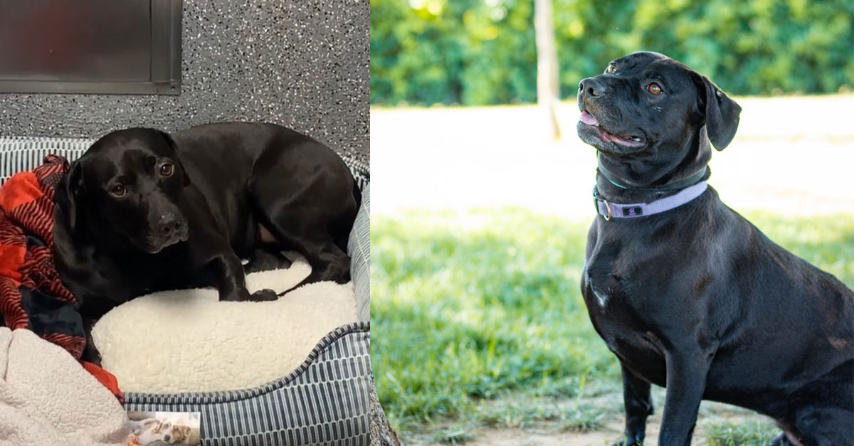 Dog Who Spent 900 Days At Shelter Ends Up Being Returned One Day After Being Adopted 