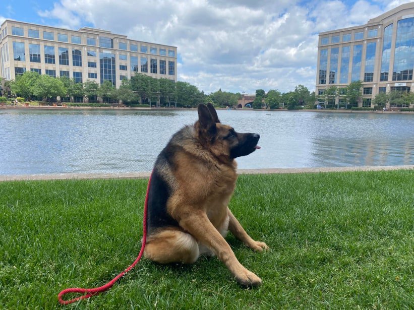 Quasimodo german shepherd dog