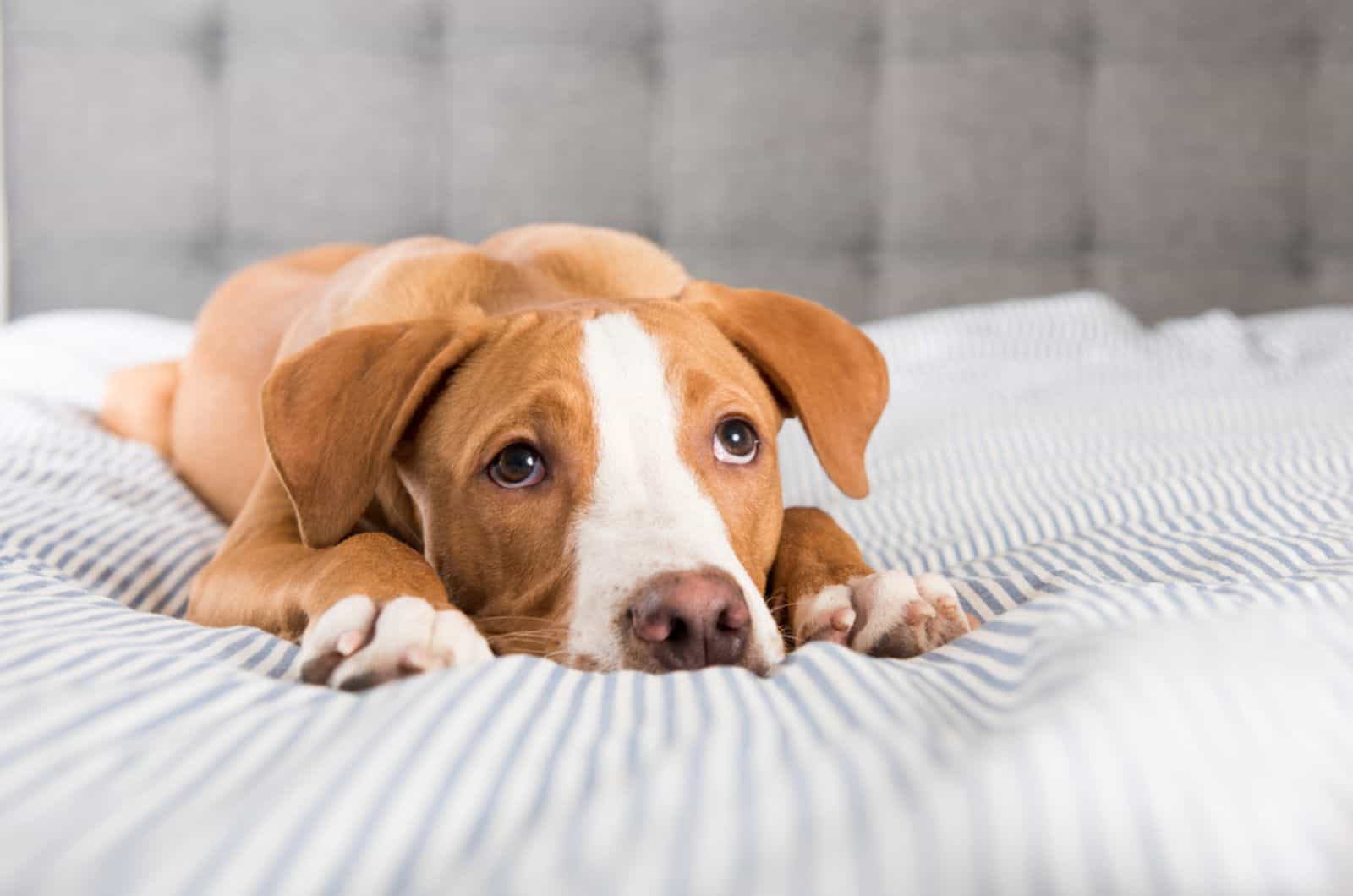 quite dog lying on the bed