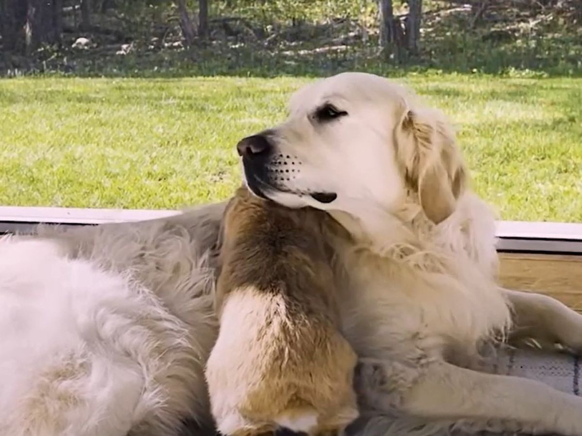 rabbit and dog laying together