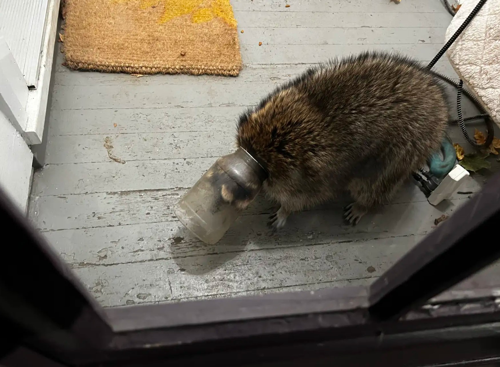 raccoon and jar