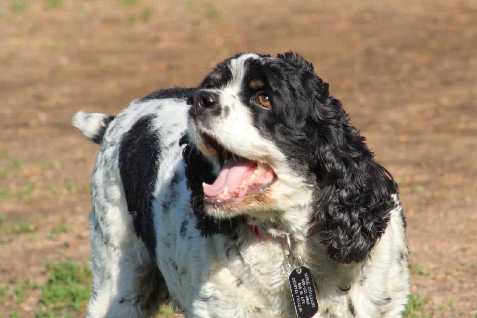 raging cocker spaniel barking outdoors