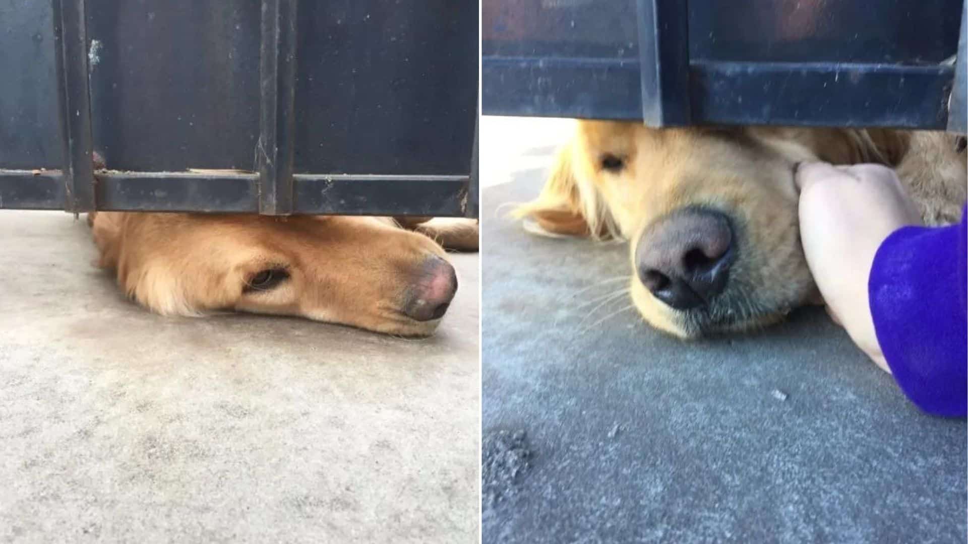 Ralph Waits Daily For His Best Friend To Come From School And Pet Him