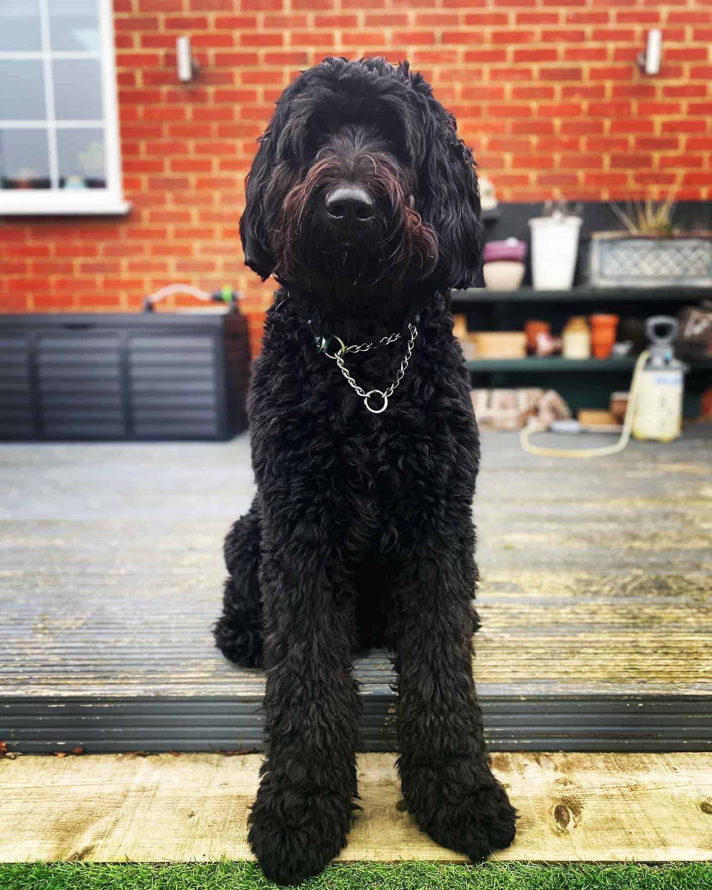 rare black bernedoodle