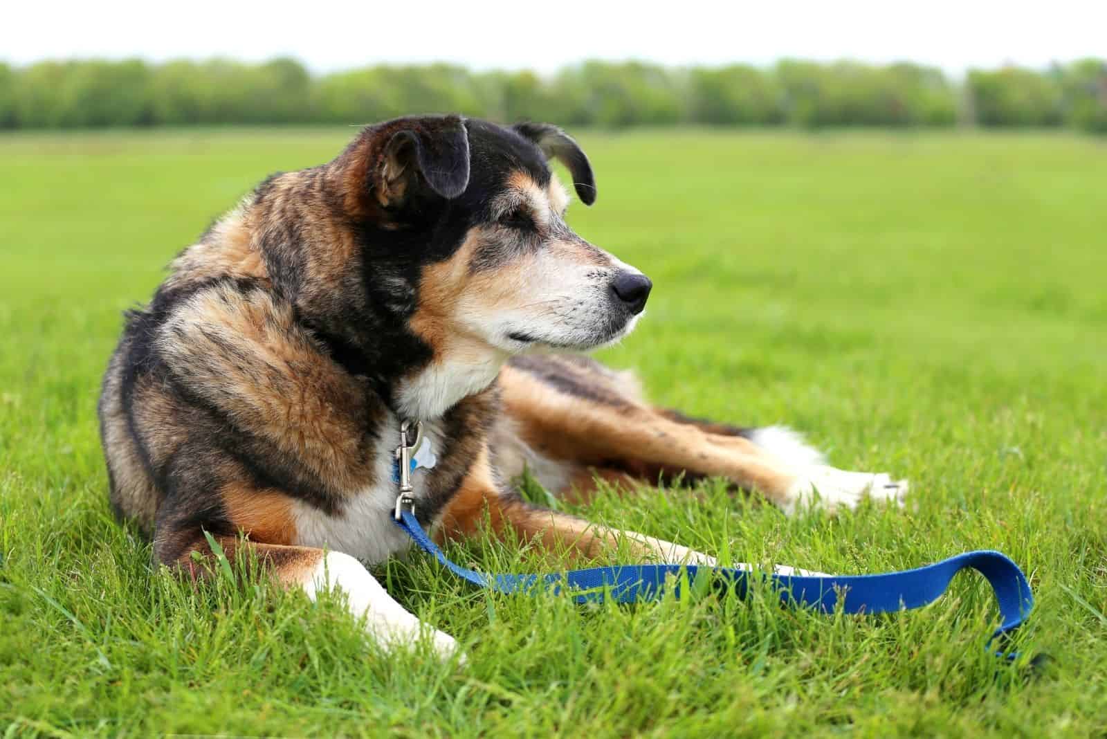 rare breed of dog panda german shepherd lying on the ground