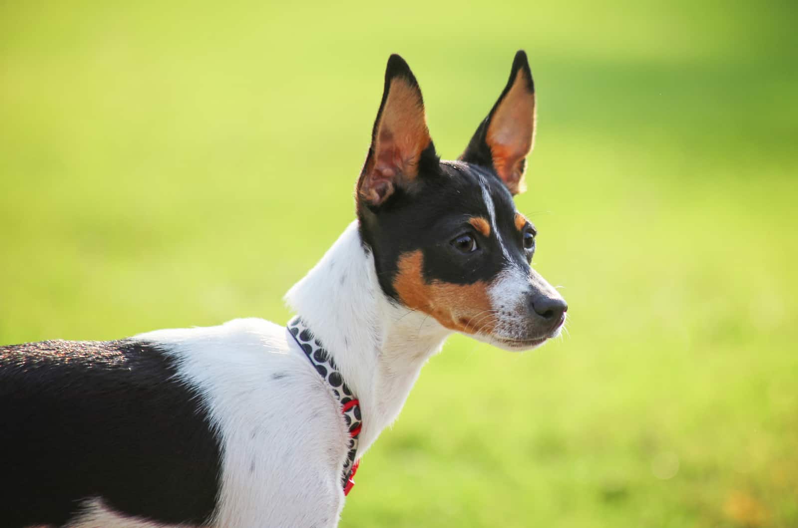 rat terrier breed dog