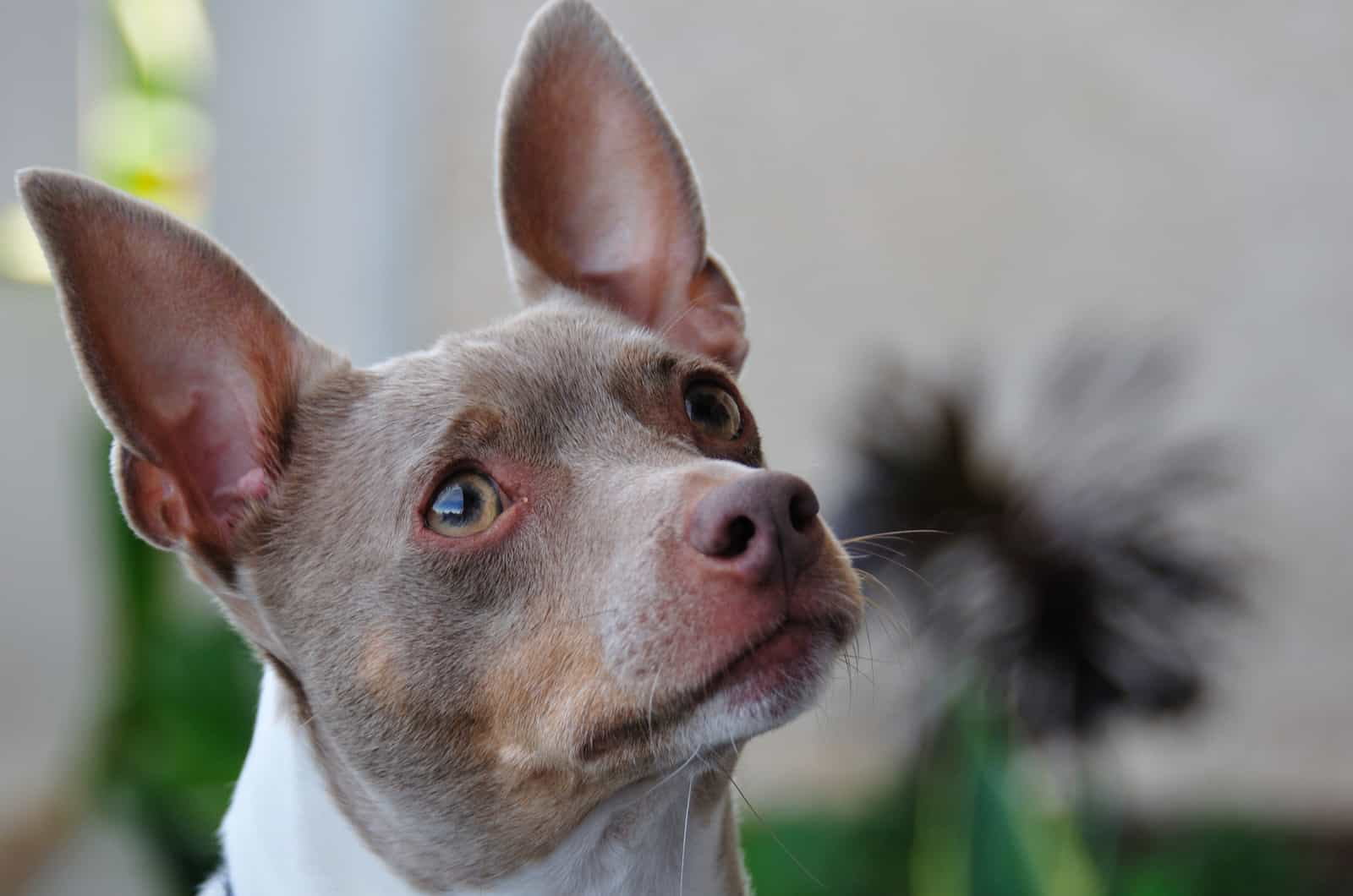 rat terrier close up