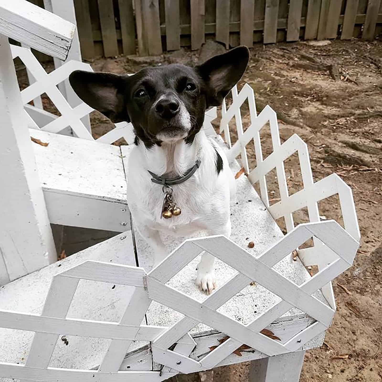 rat terrier dachshund playing outdoors