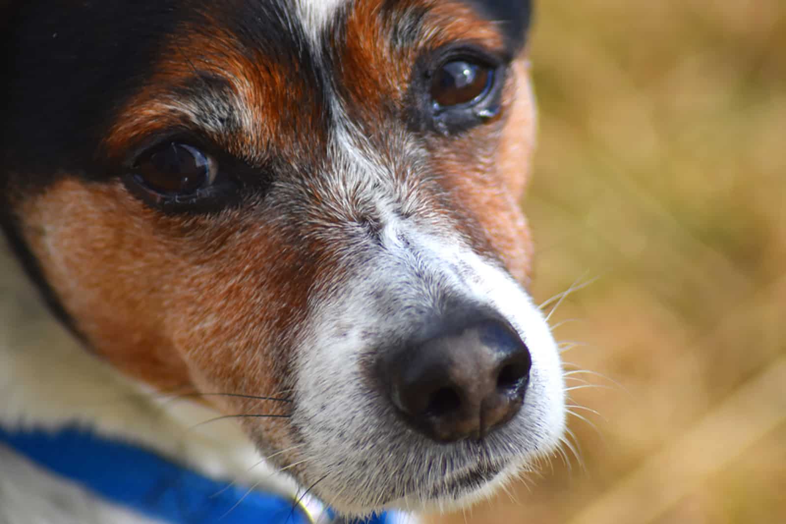 rat terrier dog looking into camera