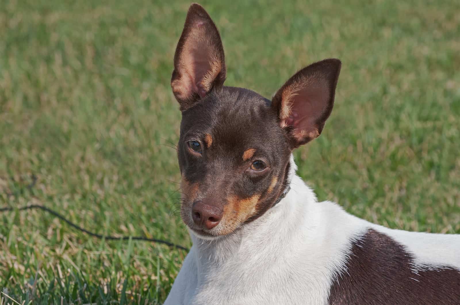 rat terrier dog closeup shot