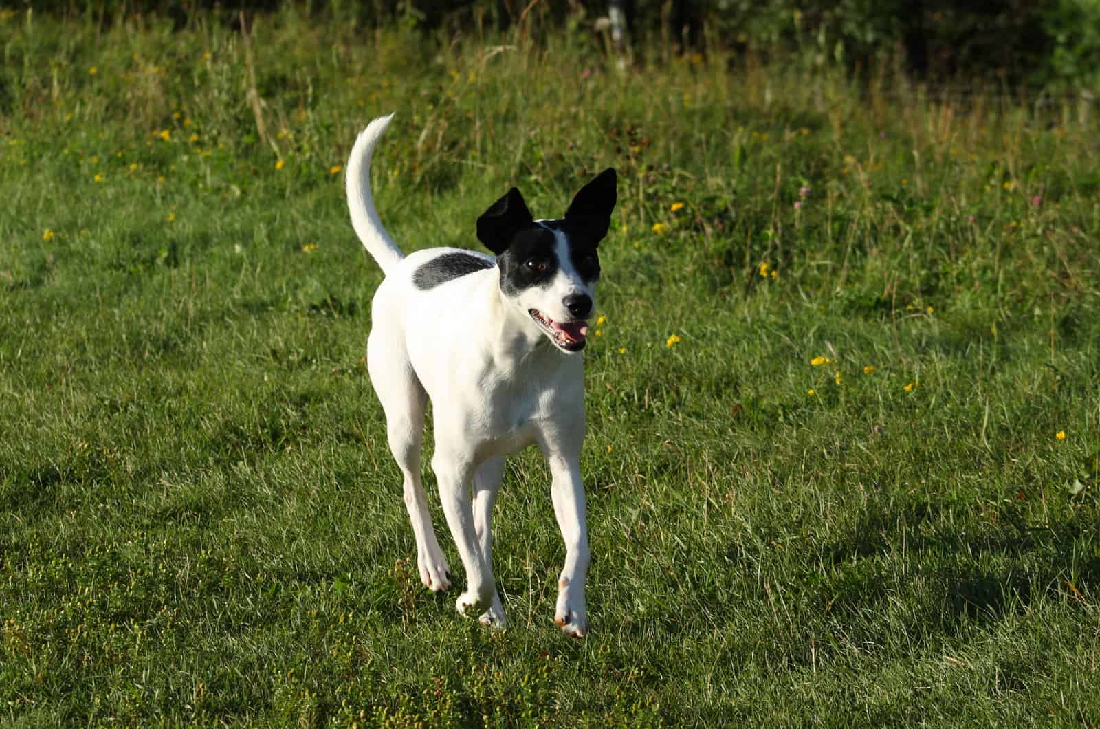 rat terrier dog running