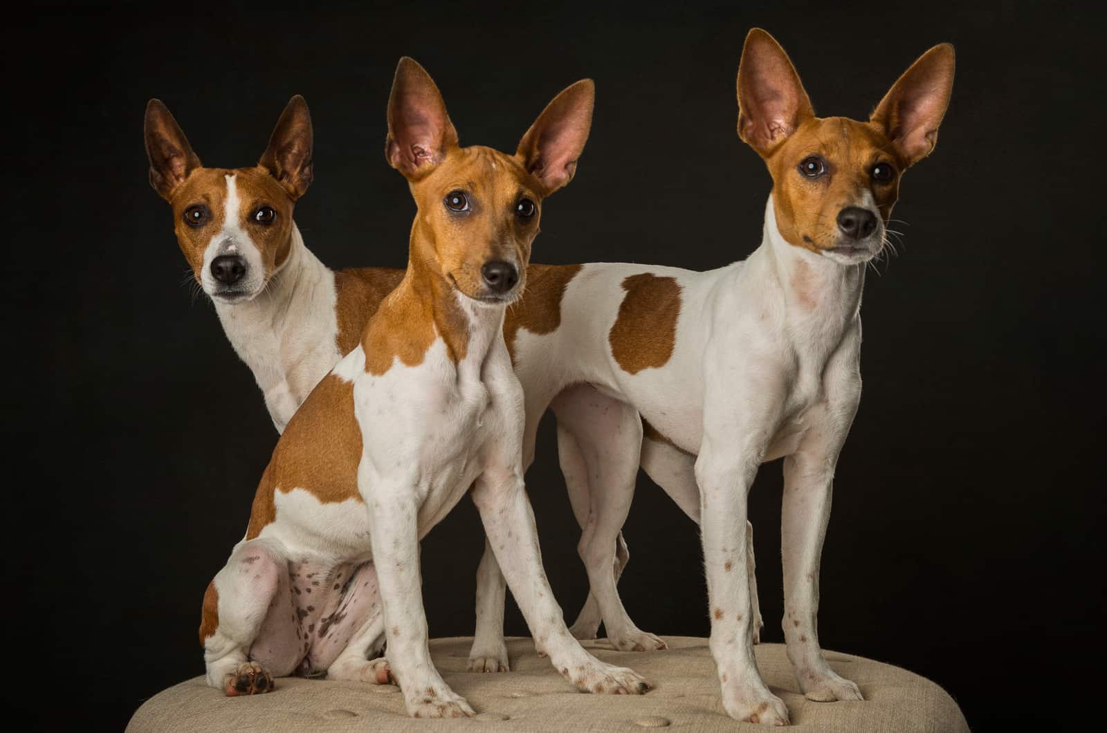 rat terrier dogs