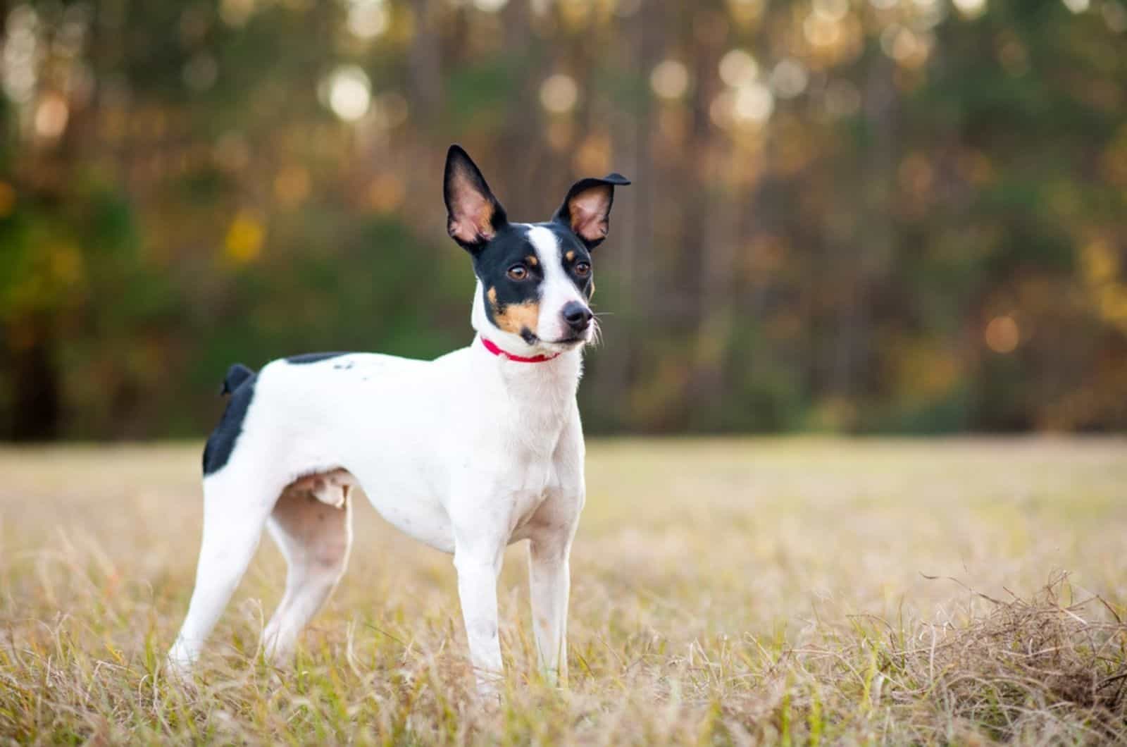 Rat Terrier Growth Chart — Bigger And Cuter Than Actual Rats