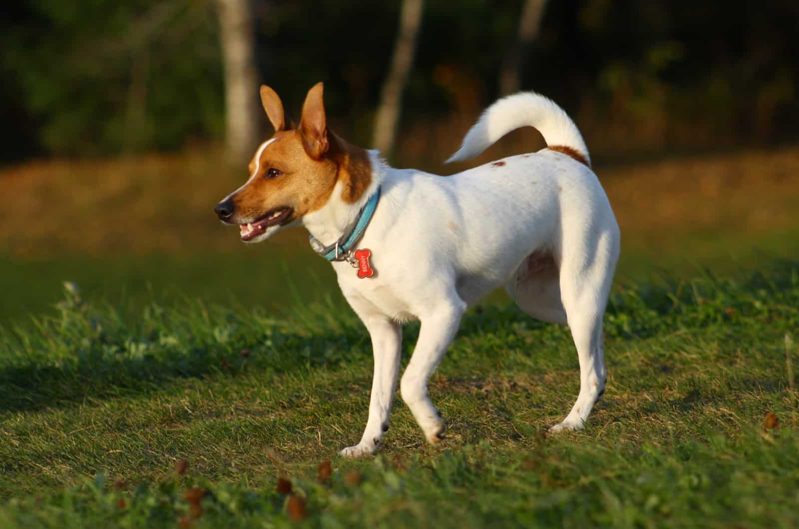 rat terrier in nature