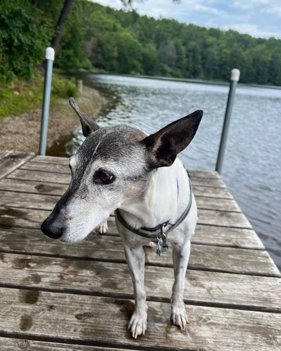 rat terrier italian greyhound mix