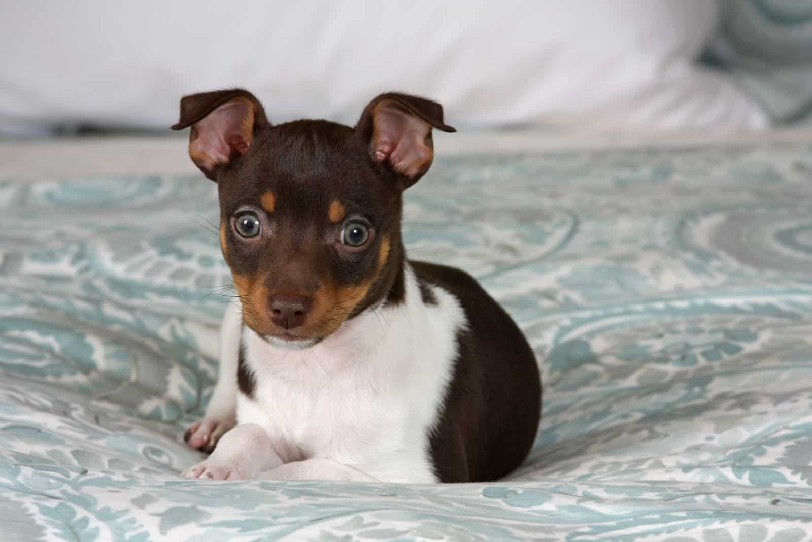 rat terrier puppy