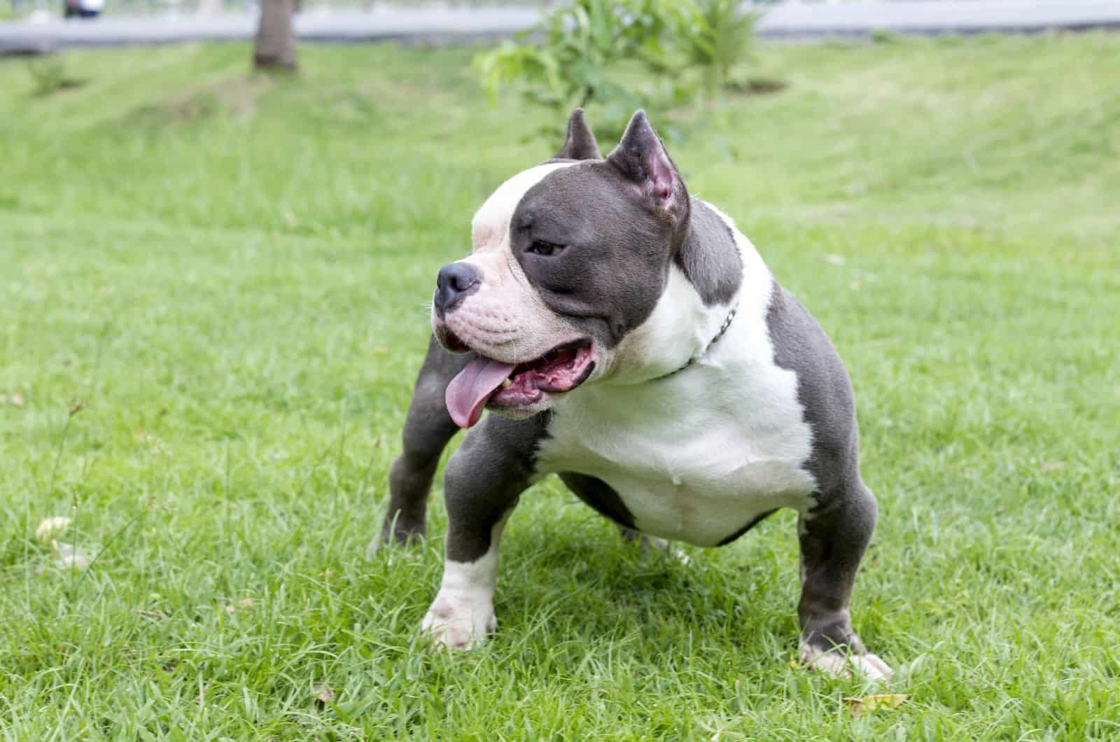 Razor Edge Pitbull – Everything You Need To Know