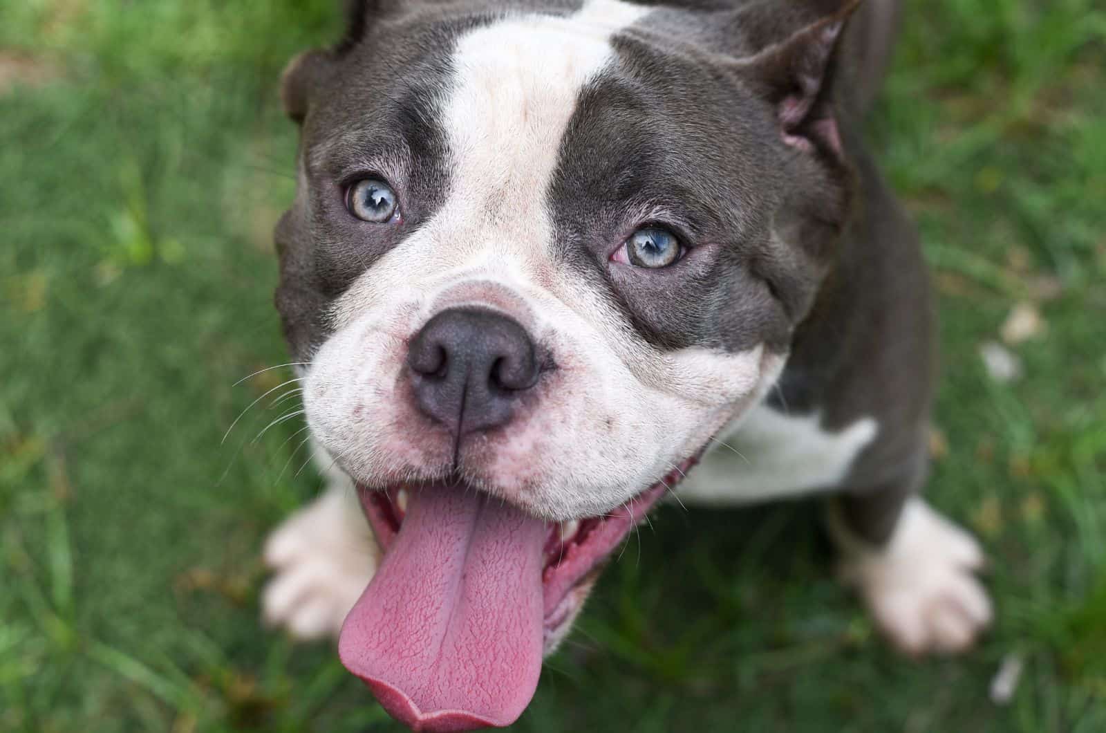 Razor Edge Pitbull looking up