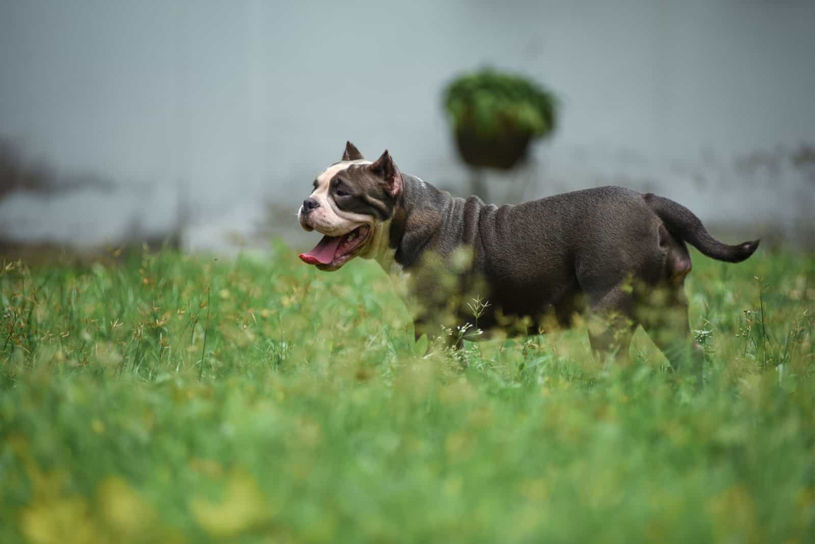 Razor Edge Pitbull running outside