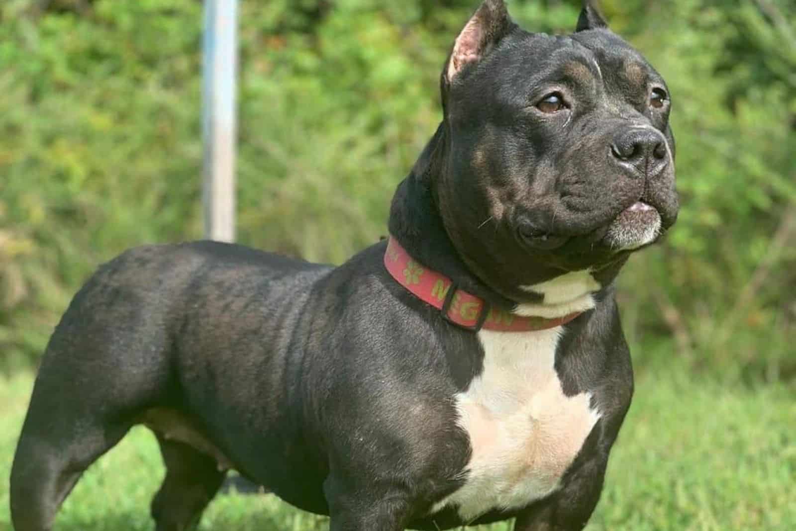 razor edge pitbull