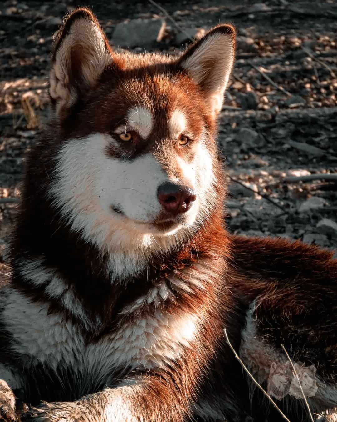 red alaskan malamute