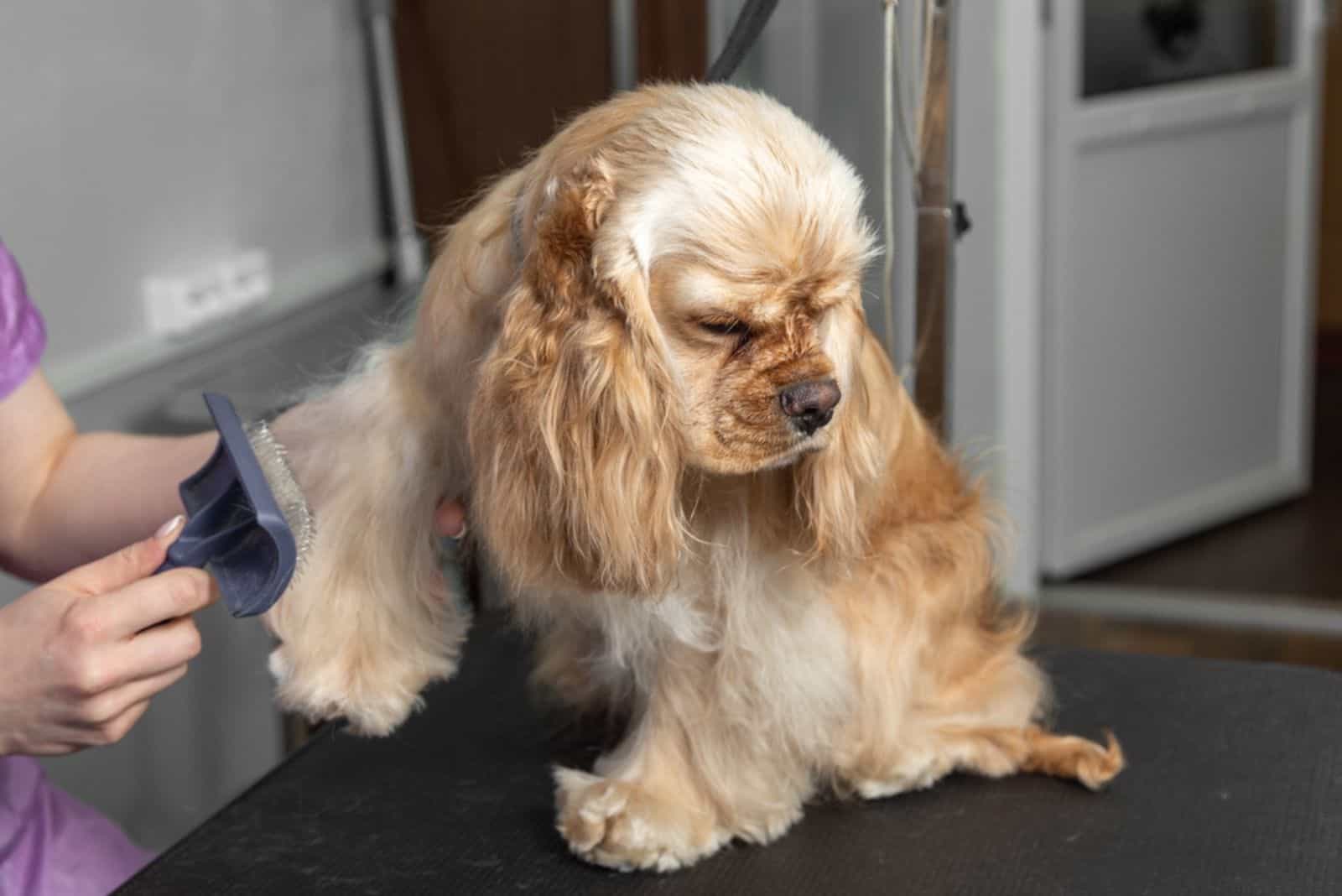 Red American Cocker Spaniel combing the fur on his paw