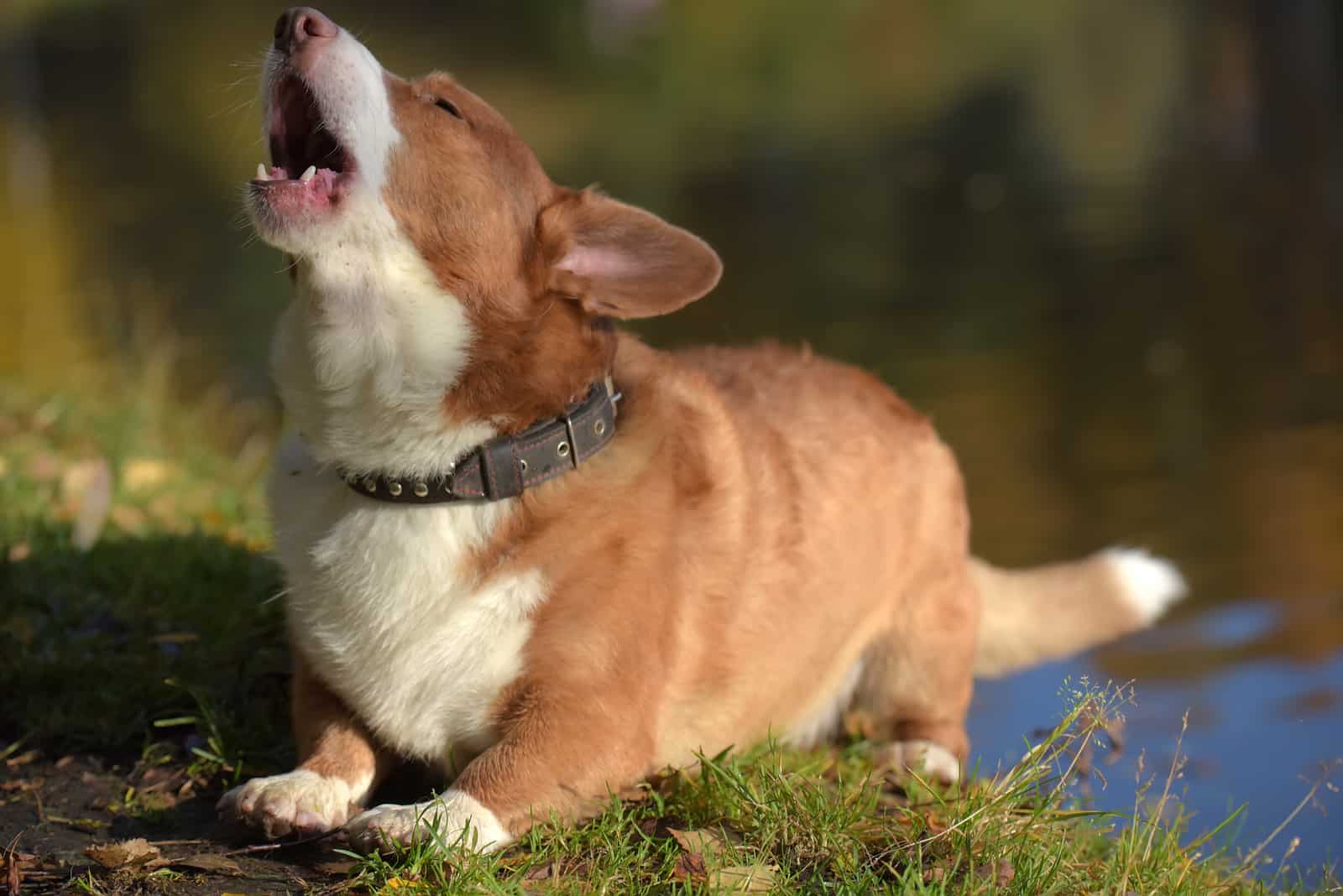 red and white corgi barks