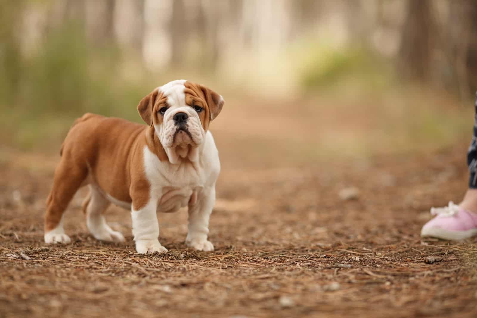 red and white English bulldog puppy