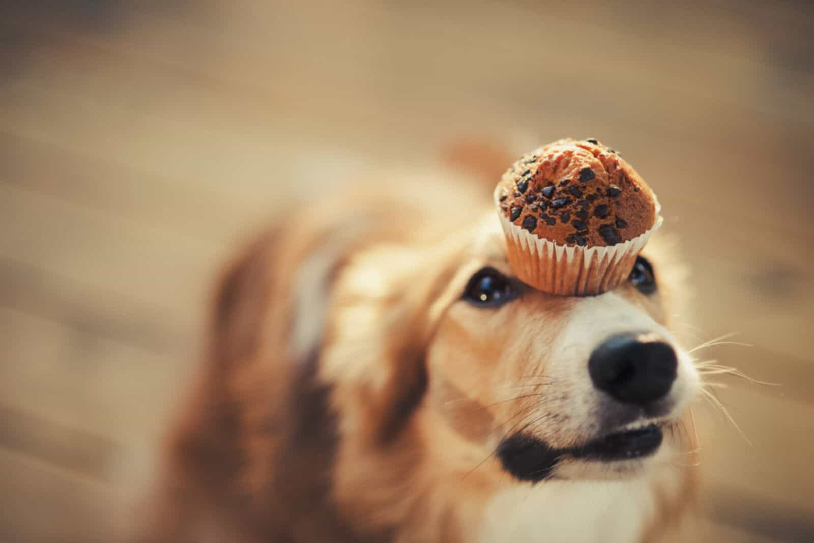 red border collie dog keeps cake on her nose