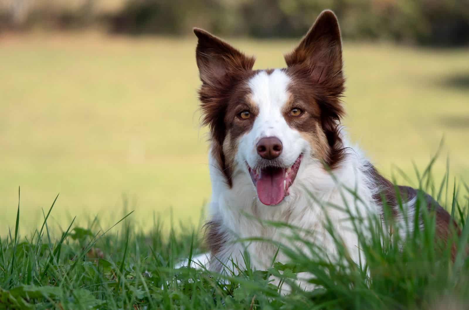 red Border Collie sitting on grass