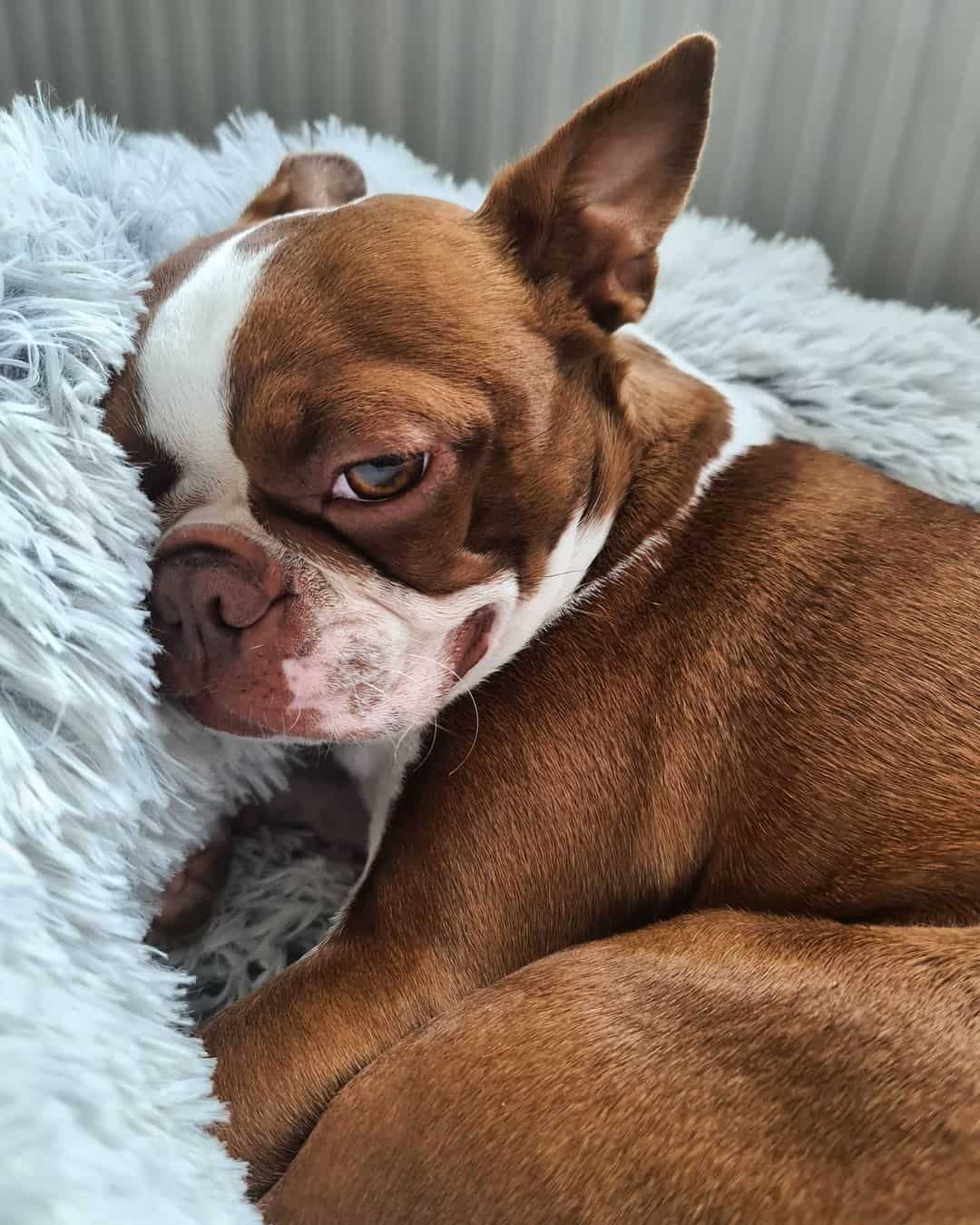 Red Boston Terrier dog